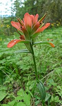 Castilleja miniata var. miniata near Peshastin, Chelan County Washington