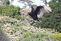 * Nomination A turkey vulture, Cathartes aura, near the beach at Año Nuevo State Reserve. --Grendelkhan 03:41, 20 March 2024 (UTC) * Decline  Oppose Sorry, but the bird isn't sharp enough. --Plozessor 05:24, 20 March 2024 (UTC)