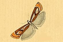 Catoptria mytilella.JPG