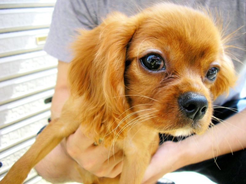 File:Cavalier King Charles Spaniel 002.jpg