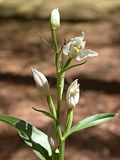 Inflorescence.