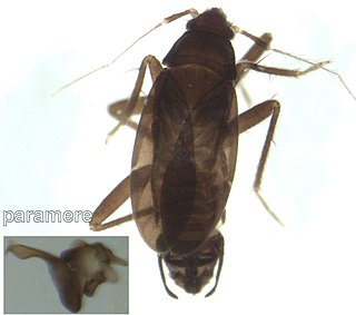Ceratocombidae Family of true bugs