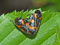 Cercopidae - Cercopis sanguinolenta (mating).JPG