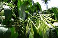 fruit, flowers, leaves