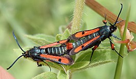 Chamaesphecia chalciformis