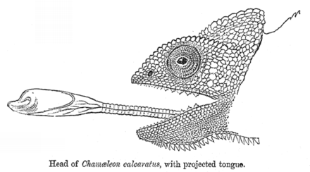 The chameleon attacks prey by shooting out its tongue.