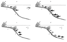 Changes in the spatial distribution of some fish species in the littoral (1), sublittoral (2) and pelagic (3) zones of Lake Pleshcheyevo before (a, c) and after (b, d) the introduction of zebra mussels: a - roach in 1978-1981, b - the same in 2014-2016, c - bream (black) and silver bream (gray) in 1978-1981, d - the same in 2014-2015. Changes-in-the-spatial-distribution-of-some-fish-species-in-the-littoral-sublittoral.png