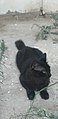 Chat noir de Mostaganem.jpg