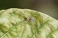 * Nomination Yellow sac spider (Cheiracanthium sp) --Vengolis 02:48, 26 October 2016 (UTC) * Promotion Good quality. --Johann Jaritz 03:00, 26 October 2016 (UTC)