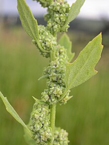 Chenopodium berlandieri or goosefoot, Bozeman, Montana Chenopodium berlandieri (3767481597).jpg