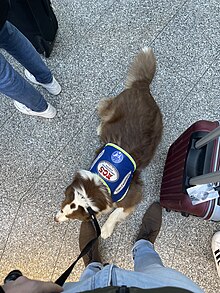 A French hearing dog, waiting to board a train with its specific jacket Chien ecouteur en train.jpg