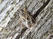 Bulrush bug, Chilacis typhae Chilacis typhae (Lygaeidae) (Bulrush bug) - (imago), Elst (Gld), the Netherlands.jpg