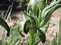 Chloraea viridiflora