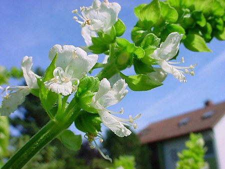 Ocimum americanum