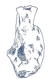 Chubutisaurus insignis.jpg
