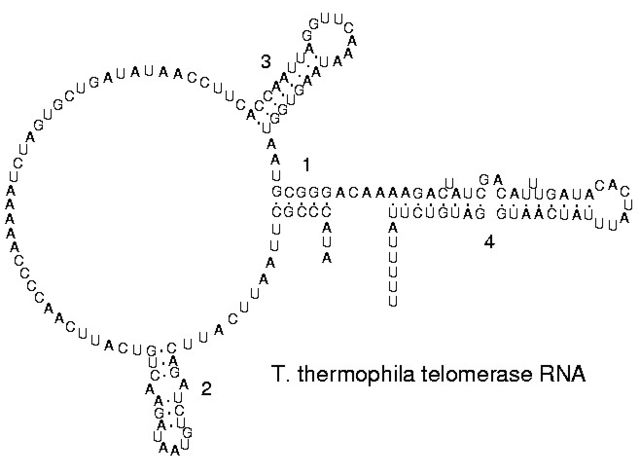 Secondary structure of a telomerase RNA