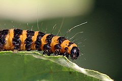 Гусеница бабочки 7. Tyria jacobaeae. Киноварная моль гусеница. Cinnabar-Moth-Caterpillar. Гусеница Камышовой моли.