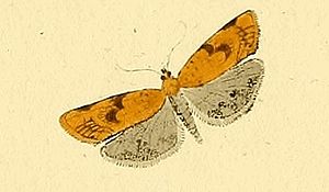 Clepsis steineriana.jpg