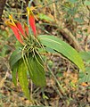 Clinacanthus nutans (Acanthaceae)