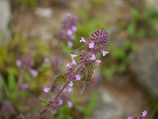 Clinopodium umbrosum (7782544696)