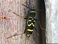 Clytus arietis (Linnaeus, 1758)