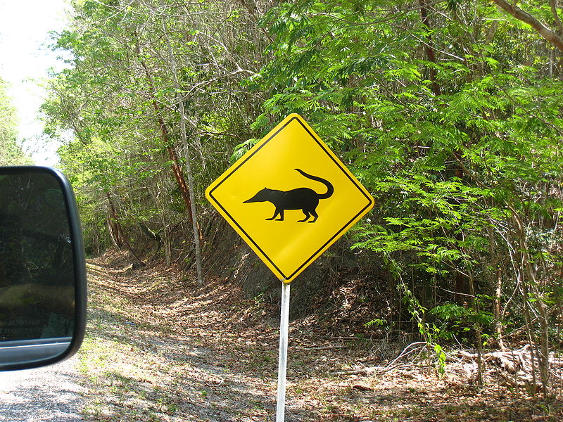 File:Coati warning signpost in guatemala.jpg