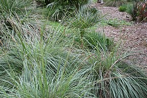 Afbeelding beschrijving Coccothrinax ekmanii 6zz.jpg.