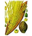 Blomsterstand af kokospalme (Cocos nucifera), et medlem af Palme-ordenen (Arecales).