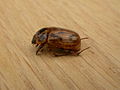 Coleoptera sp. (3129417368).jpg
