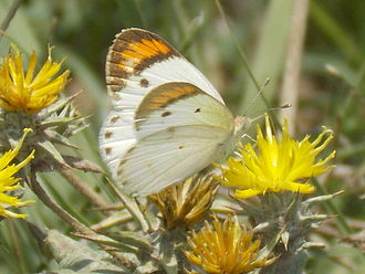 Colotis etrida, Taxila Colotis etrida - Taxila May 2014.JPG