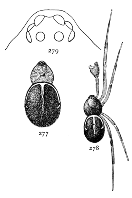 Steatoda borealis