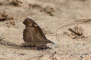 <i>Libythea</i> Genus of brush-footed butterflies