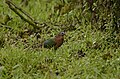 Common emerald dove in anaimalai hills DSC7404.jpg