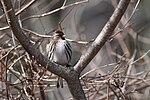 Thumbnail for File:Common redpoll (53583157161).jpg