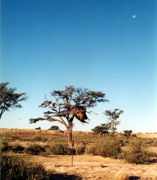 File:Communal nest.jpg