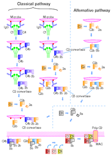 C5-convertase Serine protease that plays key role in innate immunity.