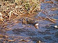 Grenouilles des marais