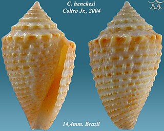 <i>Conasprella henckesi</i> species of mollusc