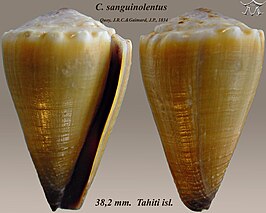 Conus sanguinolentus