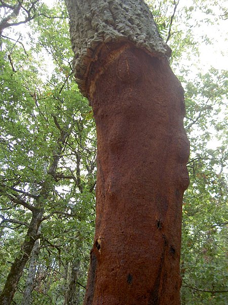 صورة:Cork Oak - Ain Draham.jpg