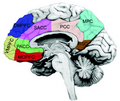 Miniatura para Corteza prefrontal dorsomedial