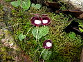 Corybas pictus