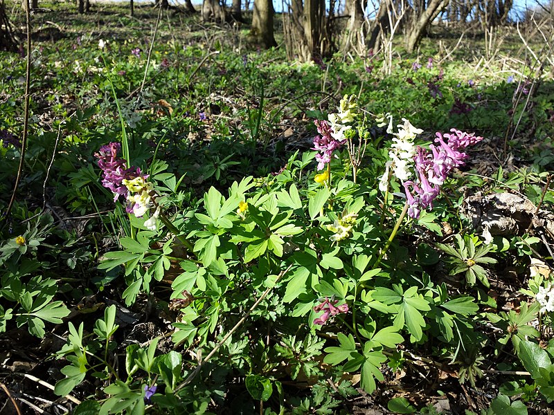 File:Corydalis cava sl13.jpg