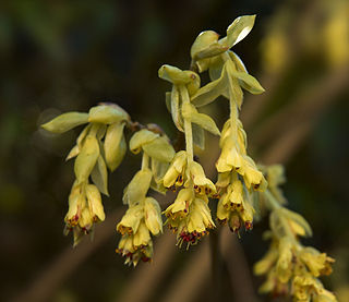 <i>Corylopsis pauciflora</i> Species of flowering plant