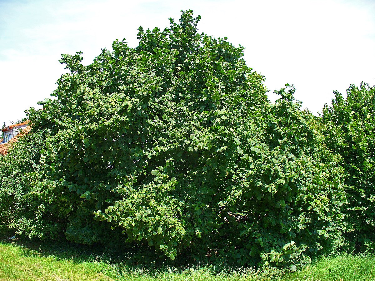 Лесной орех дерево орешник