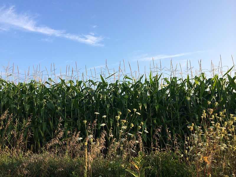 File:Country scenery and cornfield with bluesky.jpg