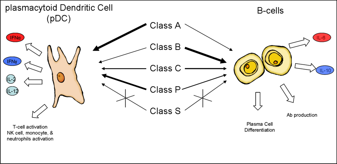 CpG oligodeoxynucleotide