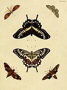 Papilio menestheus, avers et revers (au centre)