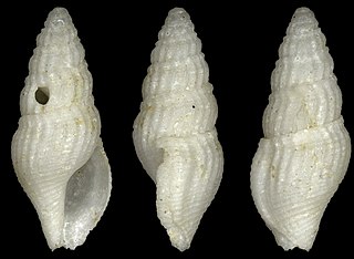 Crassispira pseudodanjouxi