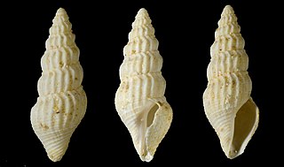<i>Crassispira sulcata</i> Extinct species of gastropod